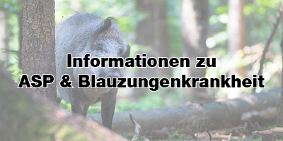 Informationen Afrikanische Schweinepest (ASP) und Blauzungenkrankheit