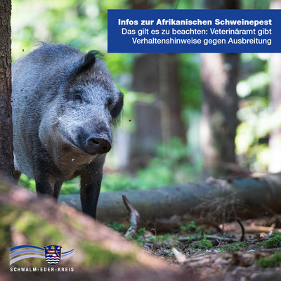 Foto zur Pressemeldung "Nach Ausbruch der Afrikanischen Schweinepest in Südhessen: Das gilt es zu beachten"