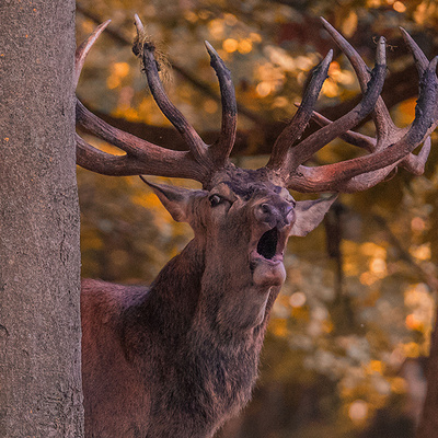 Hirsch im herbstlichen Wildpark