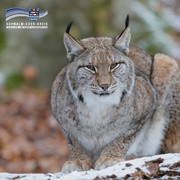 Wildpark Knüll Wiedereröffnung