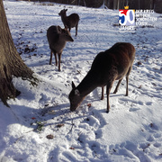 Foto zur Pressemeldung Öffnung Wildpark Knüll in den Weihnachtsferien