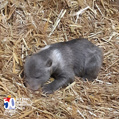 Wildpark Knüll Bärennachwuchs